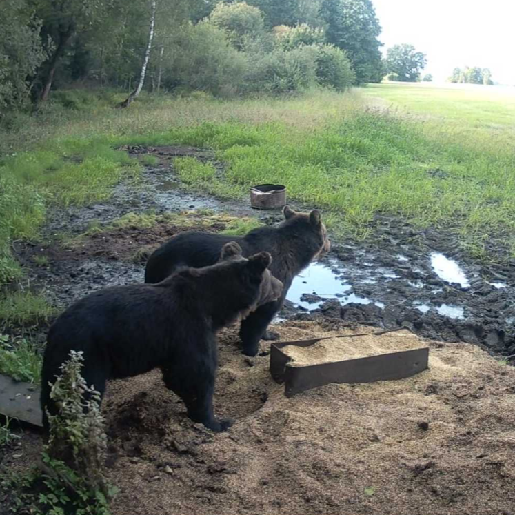 Meškos sugrįžta į Lietuvos miškus: ar jos čia jau gyvena, ar tik klajoja?