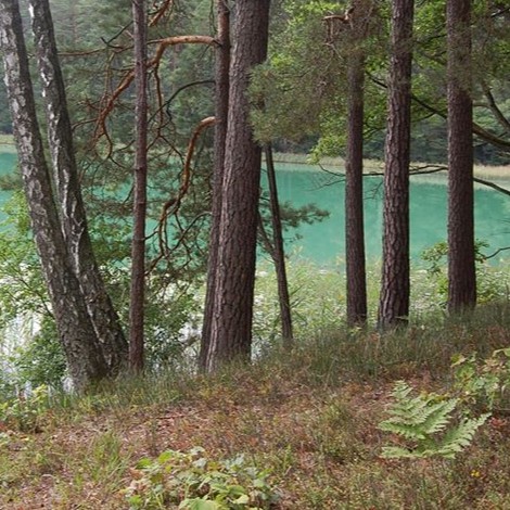 Šiltasis sezonas miške: ką būtina žinoti lankytojams 