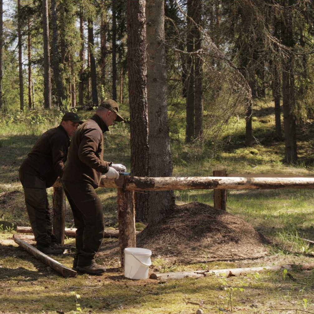 Kaip VMU saugo vienas svarbiausių miško gyventojų – skruzdėles?