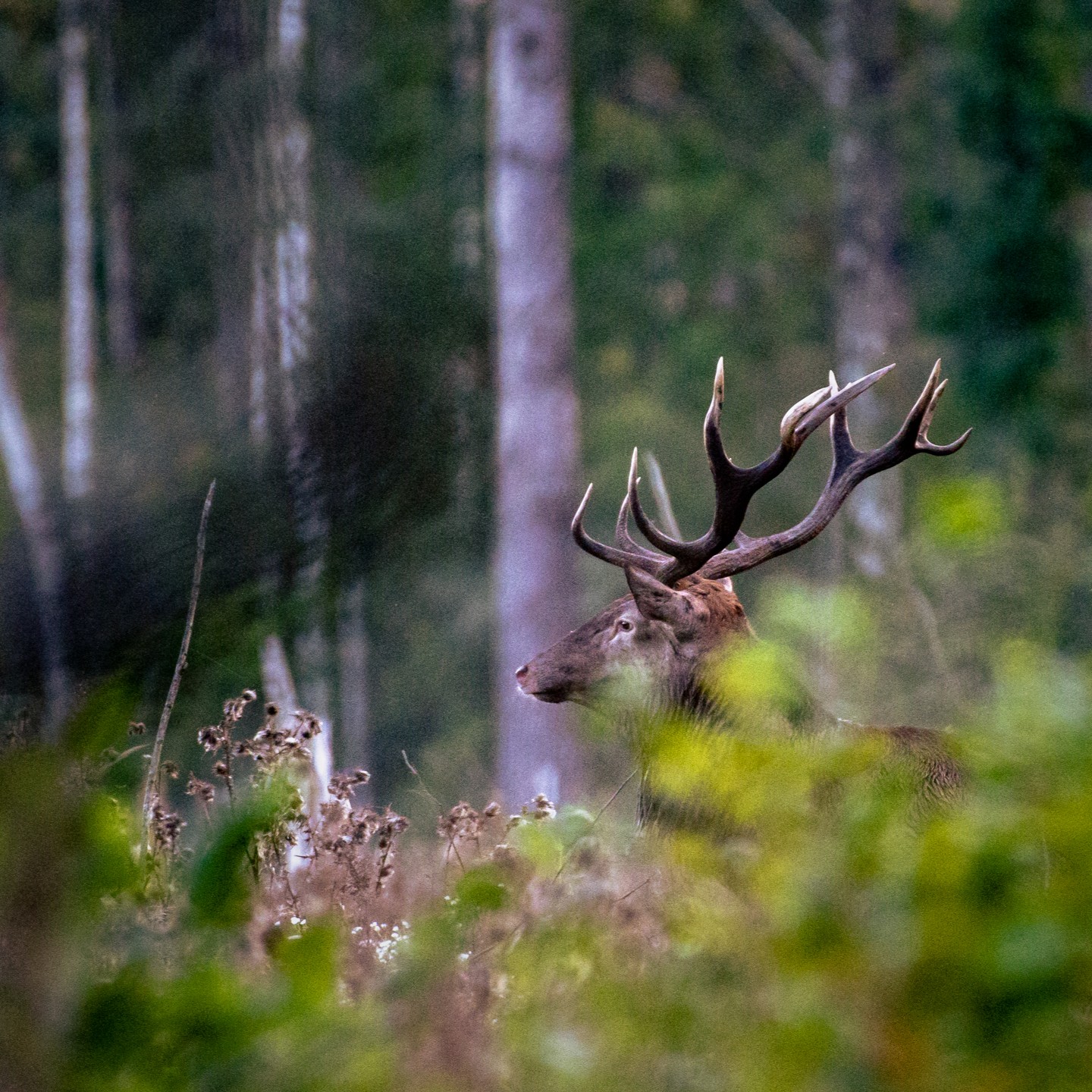 Lietuvos miškuose – naujos gyvybės metas: svarbiausia netrukdyti jauniklių ramybės