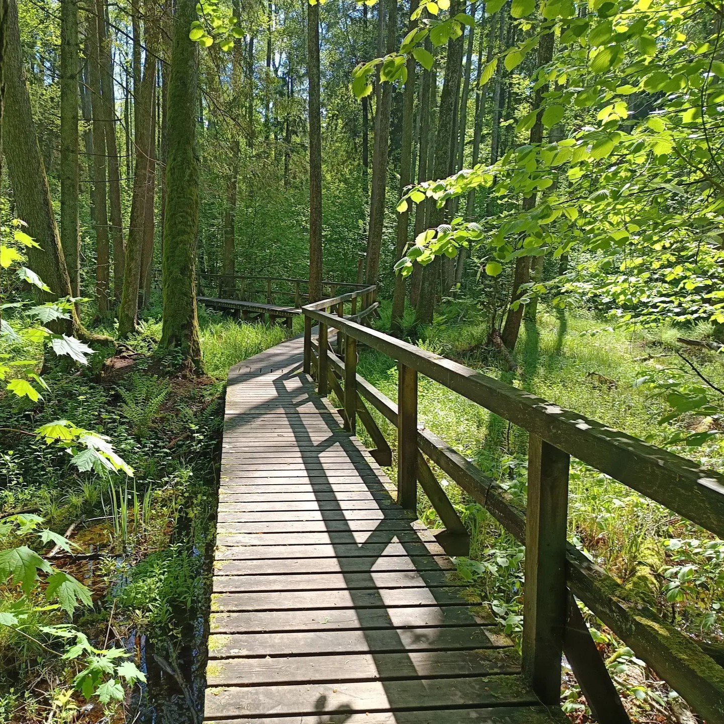 Keturi maršrutai, padėsiantys atrasti Suvalkijos miškų grožį