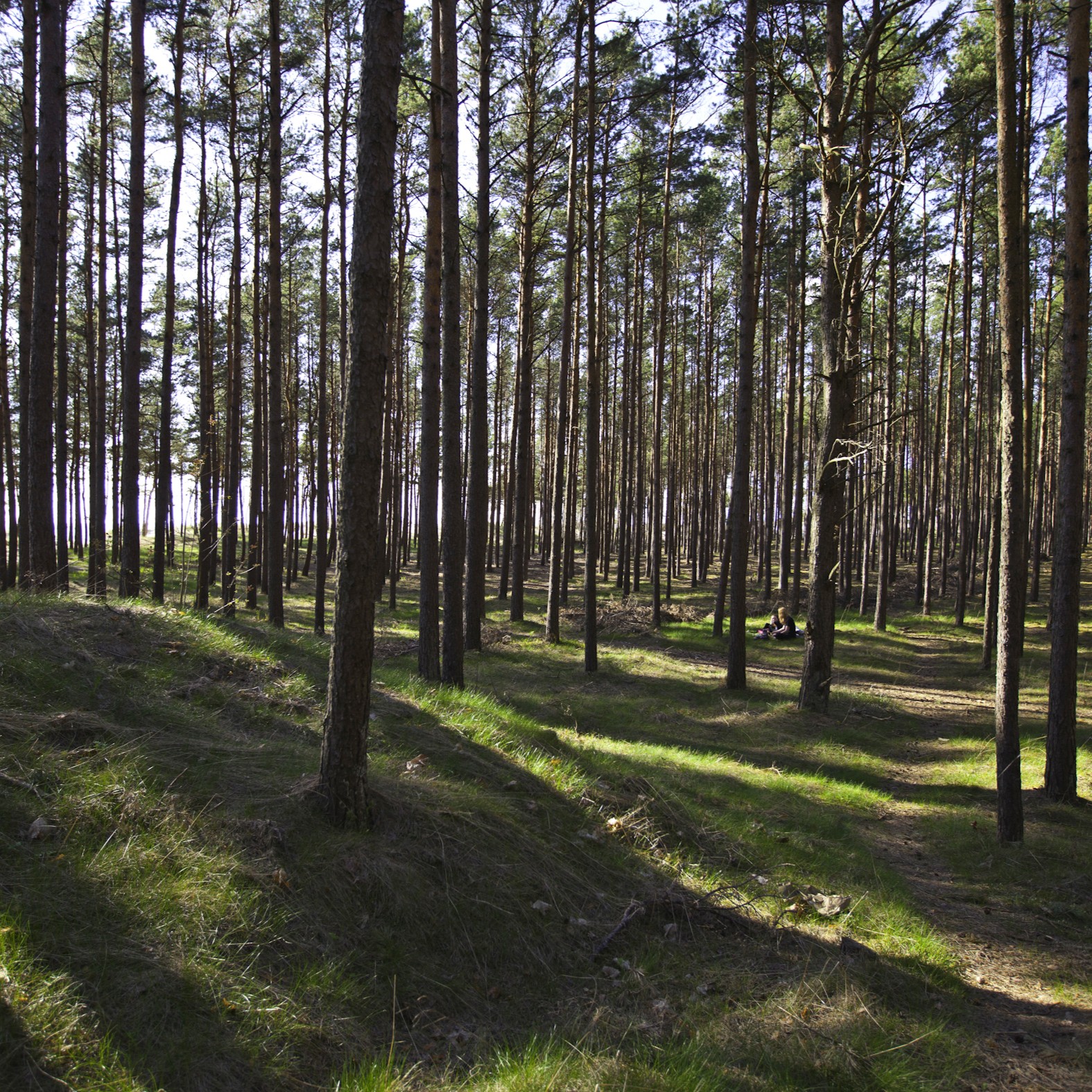 INFORMACINIS PRANEŠIMAS APIE RENGIAMĄ VALSTYBĖS ĮMONĖS VALSTYBINIŲ MIŠKŲ URĖDIJOS RADVILIŠKIO REGIONINIO PADALINIO VIDINĖS MIŠKOTVARKOS PROJEKTO KEITIMĄ 2026 07 28