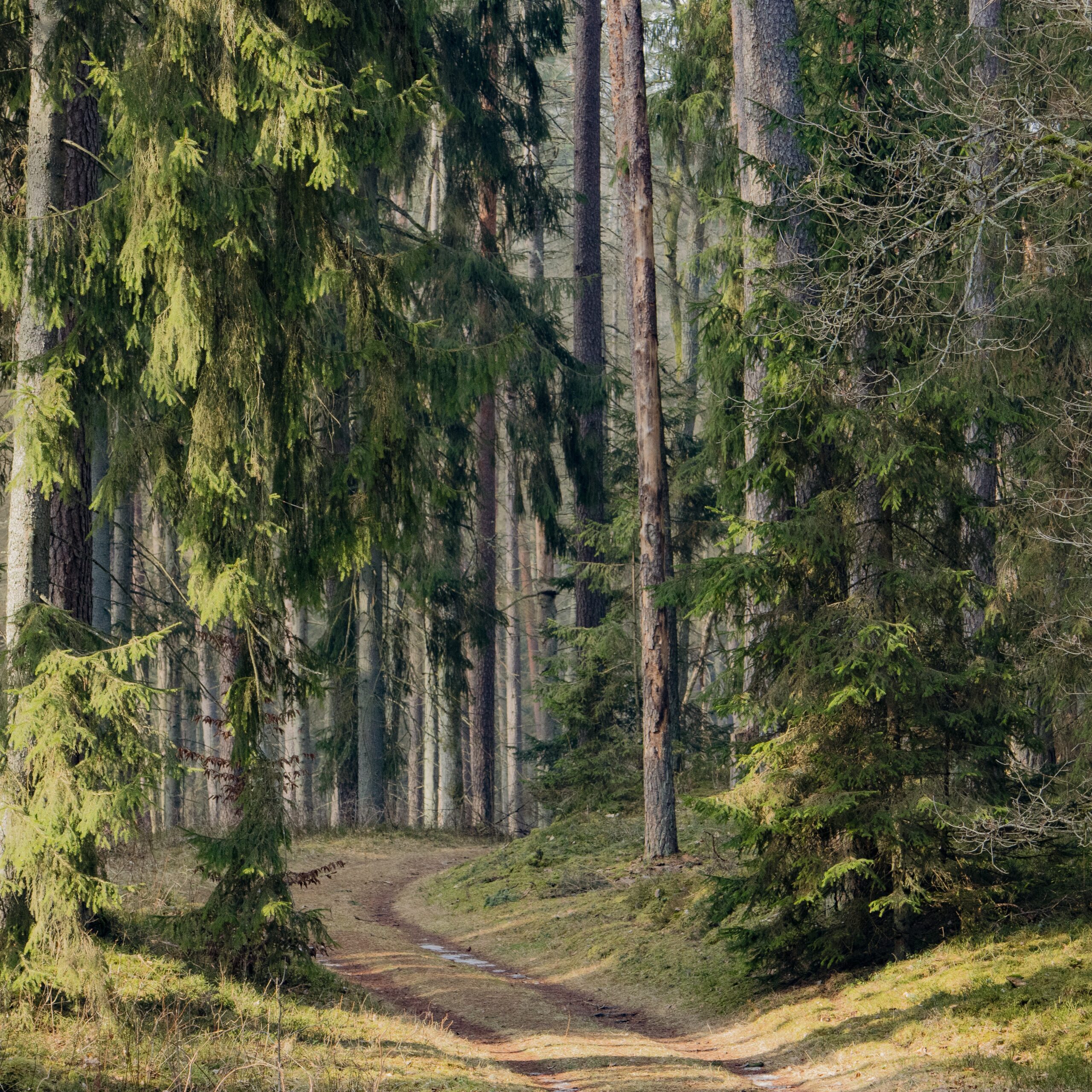  Dzūkijos miškuose slypintys atradimai: ką verta aplankyti šią vasarą?