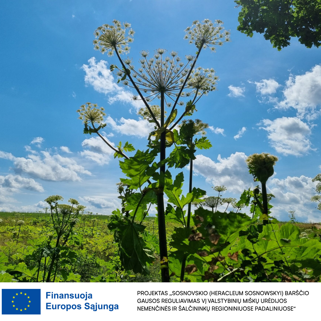 Projektas „Sosnovskio (Heracleum sosnowskyi) barščio gausos reguliavimas VĮ Valstybinių miškų urėdijos Nemenčinės ir Šalčininkų regioniniuose padaliniuose“