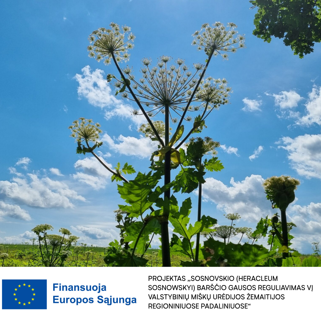 Sosnovskio (heracleum sosnowskyi) barščio gausos reguliavimas VĮ Valstybinių miškų urėdijos Žemaitijos regioniniuose padaliniuose 