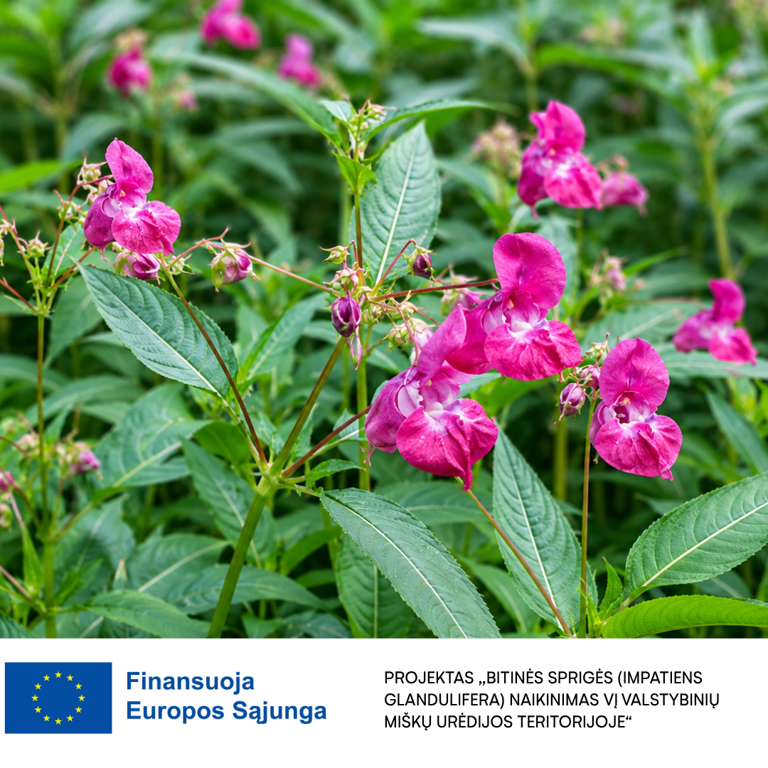 Projektas „Bitinės sprigės (Impatiens glandulifera) naikinimas VĮ Valstybinių miškų urėdijos teritorijoje“ 