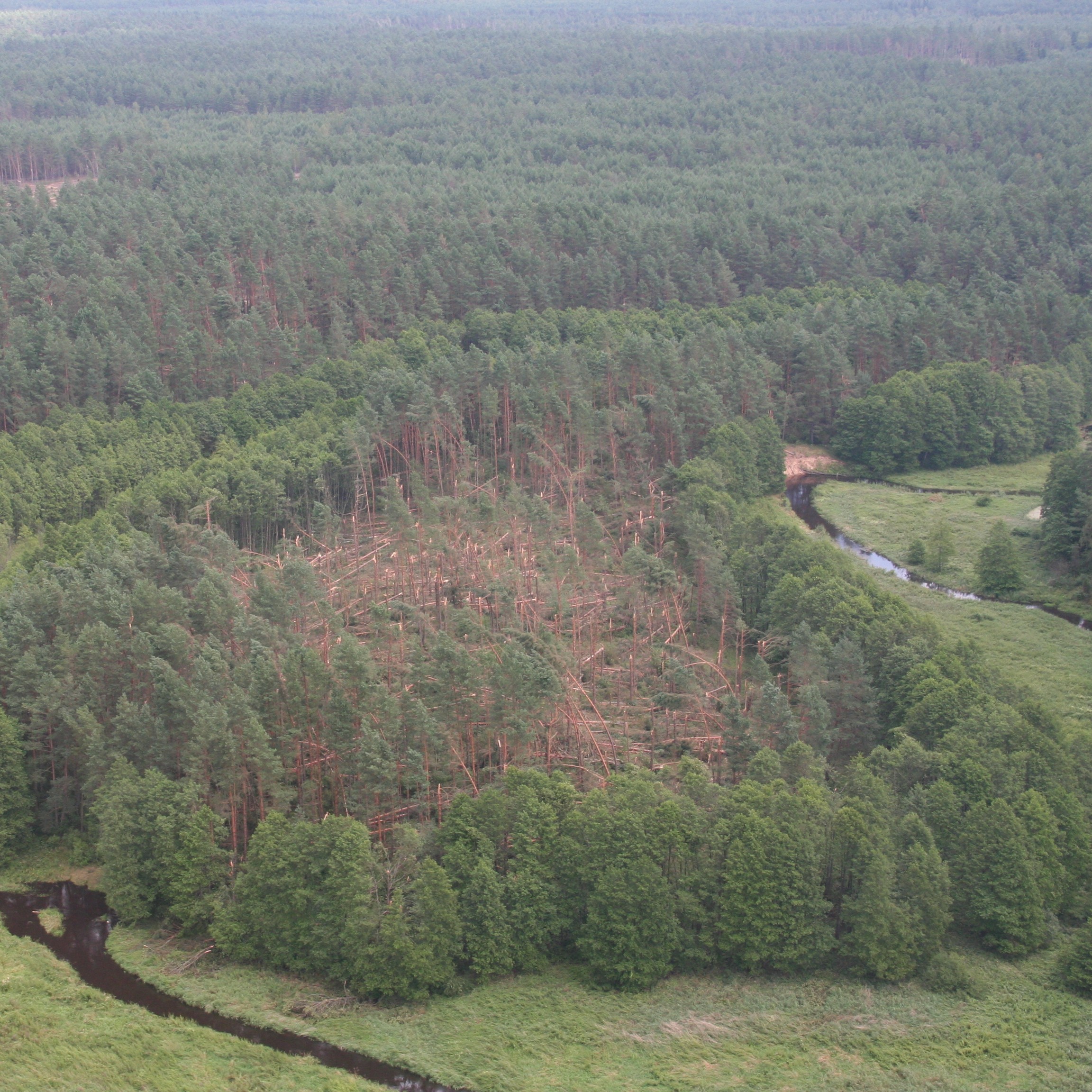 Šalčininkų rajono miškuose dėl vėjo išvartytų medžių pradedamos taikyti specialiosios apsaugos ir stichinių nelaimių padarinių šalinimo miškuose priemonės