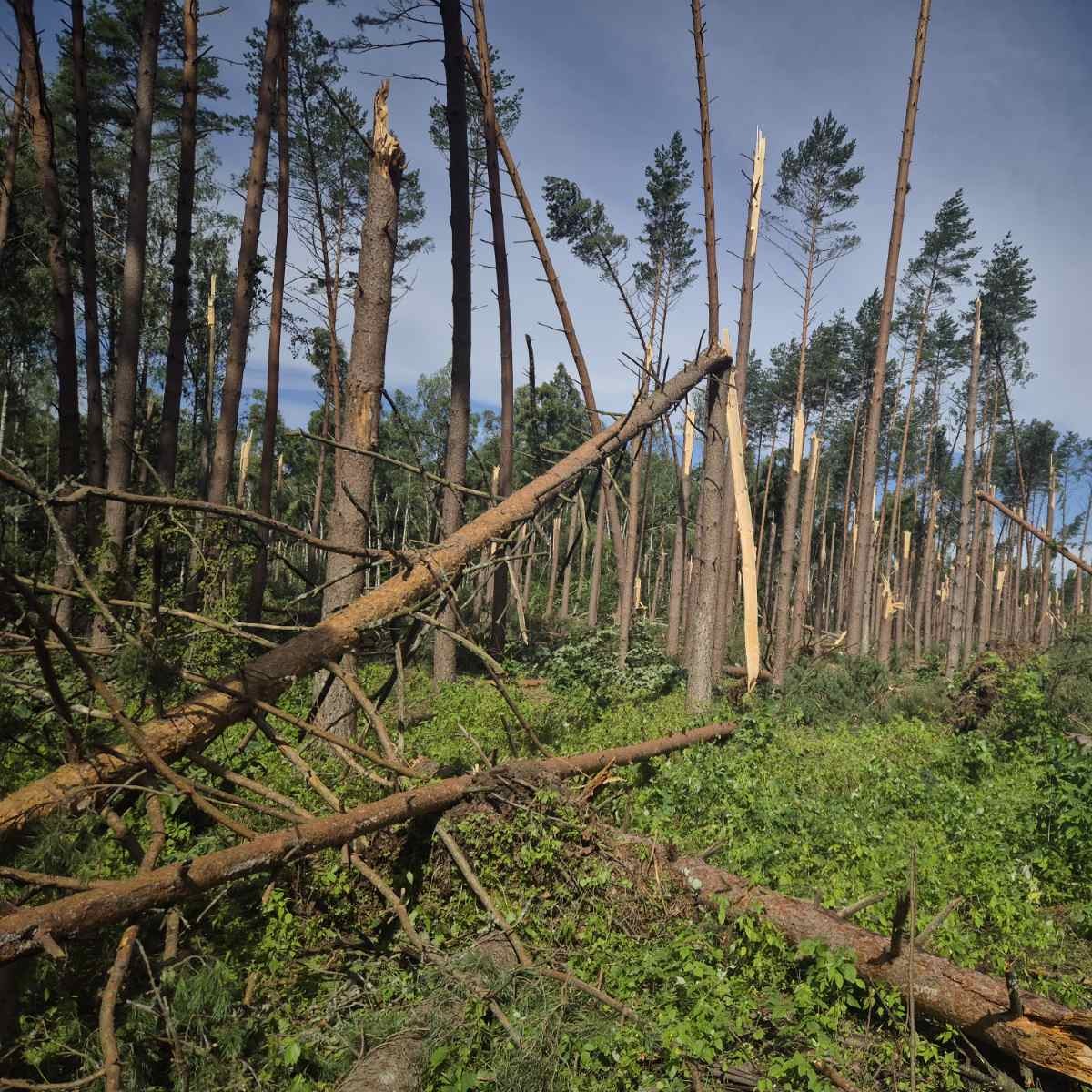 Audros padariniai pietų Lietuvos miškuose: miškininkai skubėjo į pagalbą įstrigusiems stovyklautojams