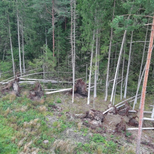 Audros smūgis valstybiniams miškams: fiksuota apie 150 tūkst. kietmetrių vėjavartų ir vėjalaužų