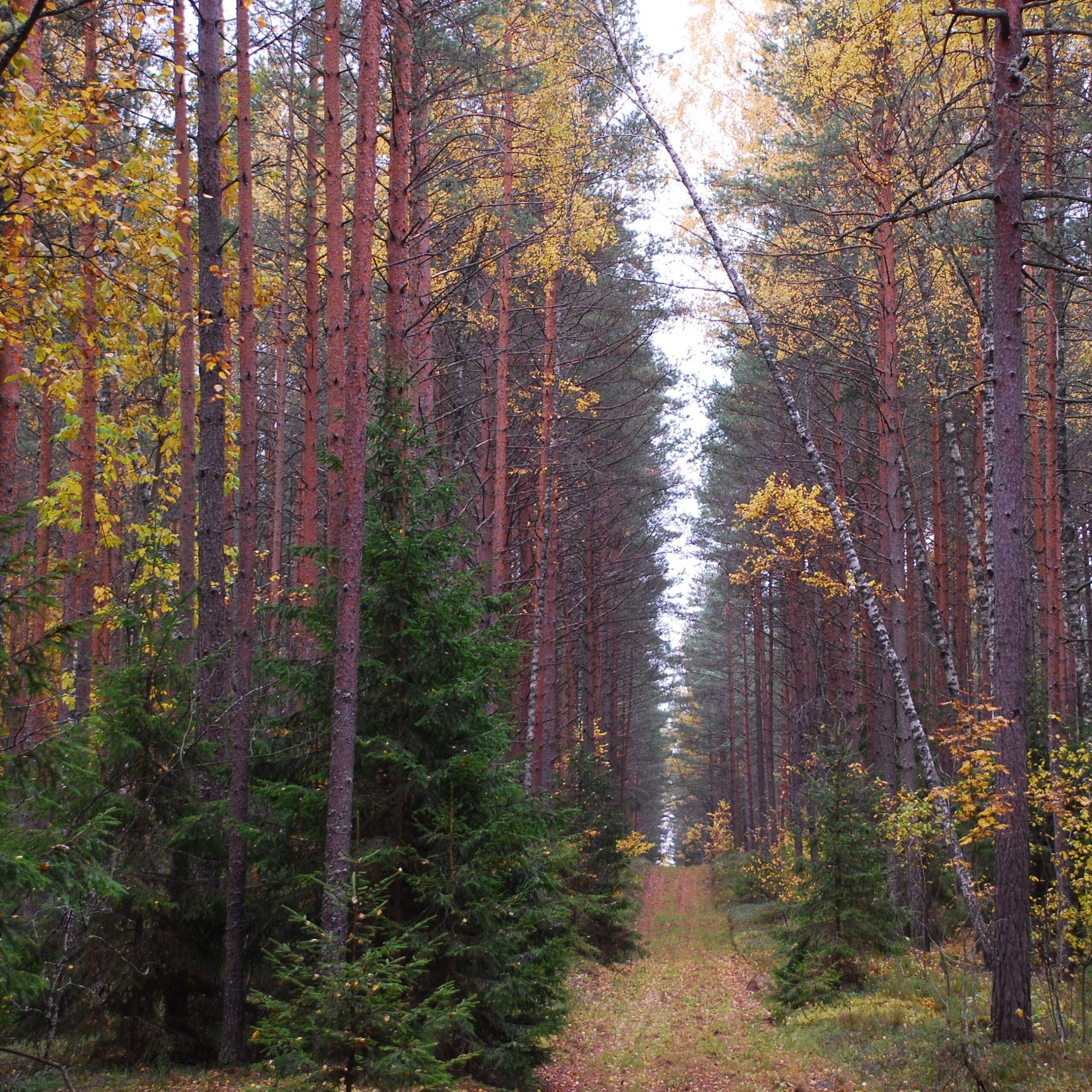 Į mišką – pasiruošus: miškininkai primena svarbiausias saugumo taisykles