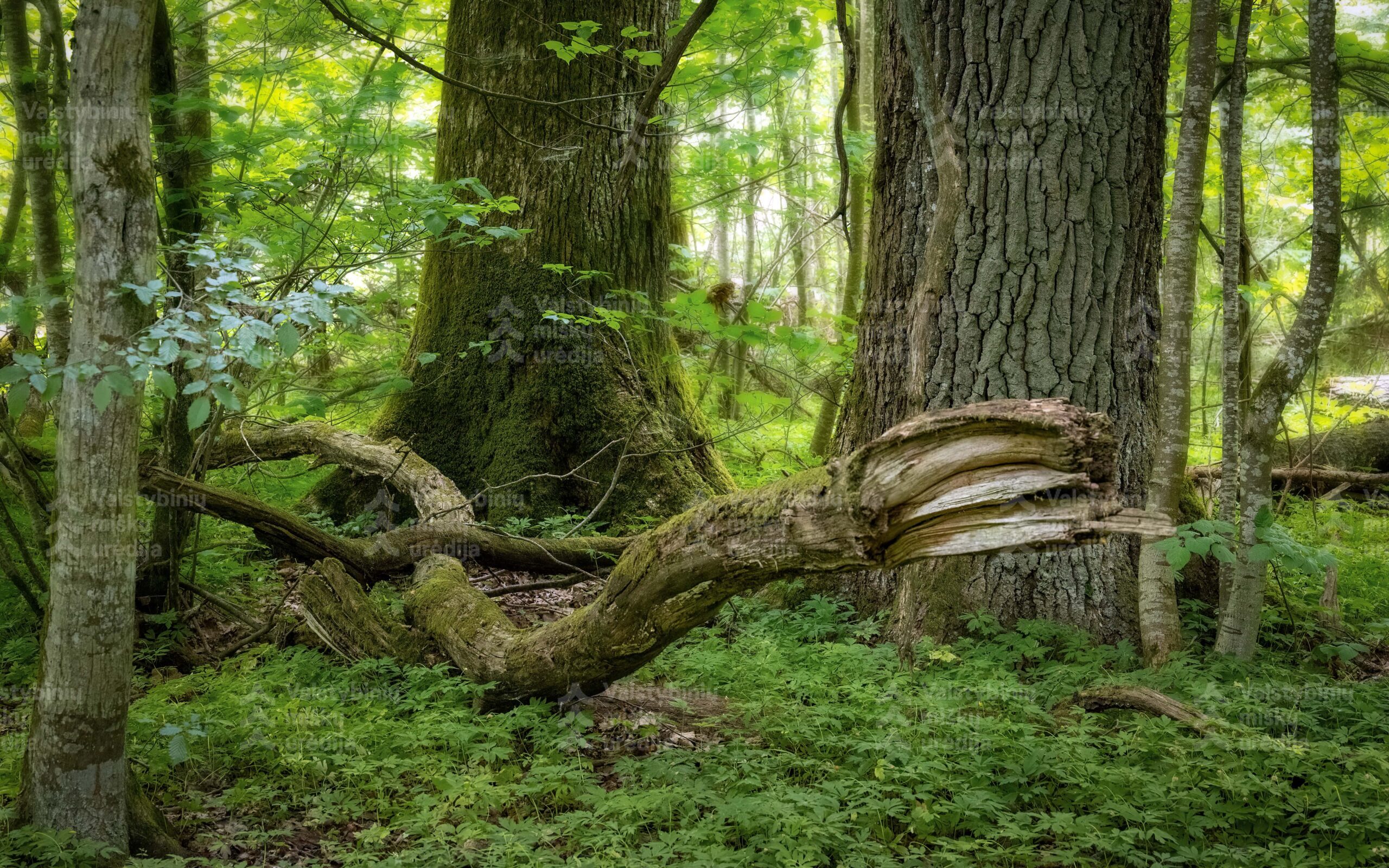 INFORMACINIS PRANEŠIMAS APIE PARENGTUS BUVEINIŲ APSAUGAI SVARBIŲ TERITORIJŲ „ACINTO IR PERŪNO PELKĖS“ (KODAS LTSVE0001) IR „EITUNIŠKĖS PELKĖ IR LYGIARAISTIS“ (KODAS LTSVE0038) GAMTOTVARKOS PLANUS