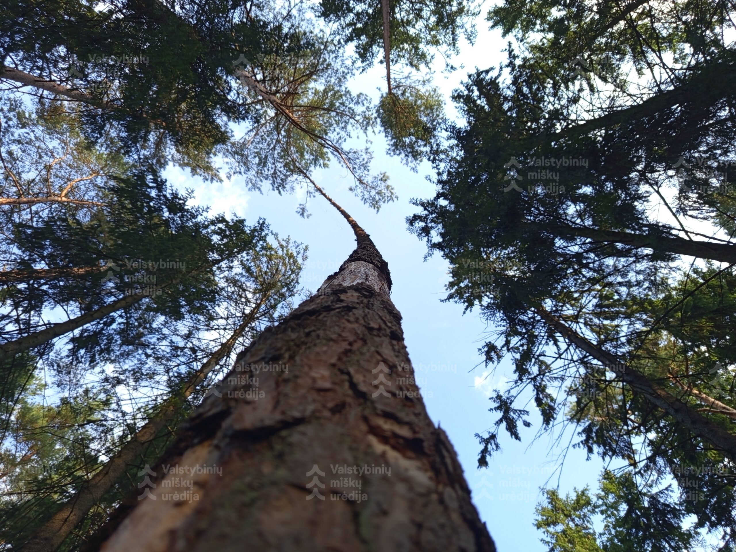 Jaunųjų miško bičiulių fotografijų konkursas „Augu kartu su mišku“